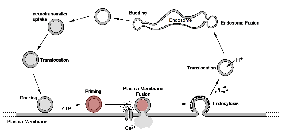 <p>what is fusion triggered by?</p>