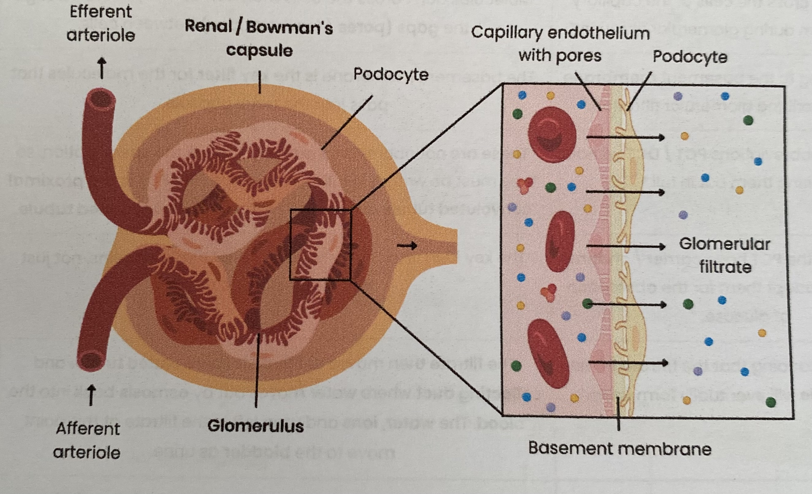 <ol><li><p><strong>High hydrostatic pressure</strong> in glomerulus</p><ul><li><p>as diameter of <strong>afferent</strong> arteriole (in) is wider then <strong>efferent arteriole</strong> (out)</p></li></ul></li><li><p><strong>Small substances e.g. water, glucose, ions, urea</strong> forced into glomerular filtrate, <strong>filtered</strong> by:</p><ul><li><p><strong>pores</strong>/ fenestrations between <strong>capillary endothelial </strong>cells </p></li><li><p><strong>capillary basement membrane</strong></p></li><li><p><strong>podocytes </strong></p></li></ul></li><li><p><strong>Large proteins/ blood cells </strong>remain in blood</p></li></ol><p></p>