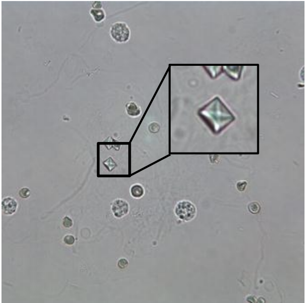 term image