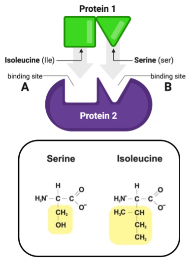 <ul><li><p><span>a. Site A = nonpolar, Site B = nonpolar</span></p><p></p></li><li><p><span>b. Site A = polar, Site B = polar</span></p><p></p></li><li><p><span>c. Site A = nonpolar, Site B = polar</span></p><p></p></li><li><p><span>d. Site A = polar, Site B = nonpolar</span></p></li></ul><p></p>