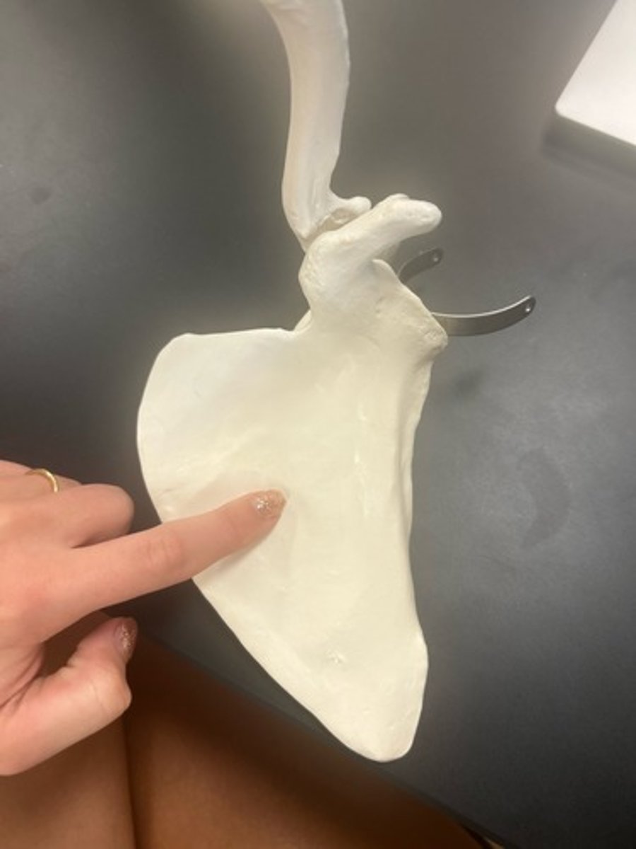 <p>name the bone</p>