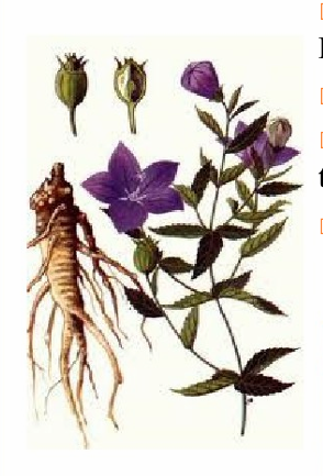 <p><strong>Platycodon grandiflorum</strong></p><p>họ Hoa chuông (Campanulaceae)</p>