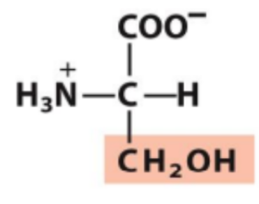 <p>Identify this amino acid</p>