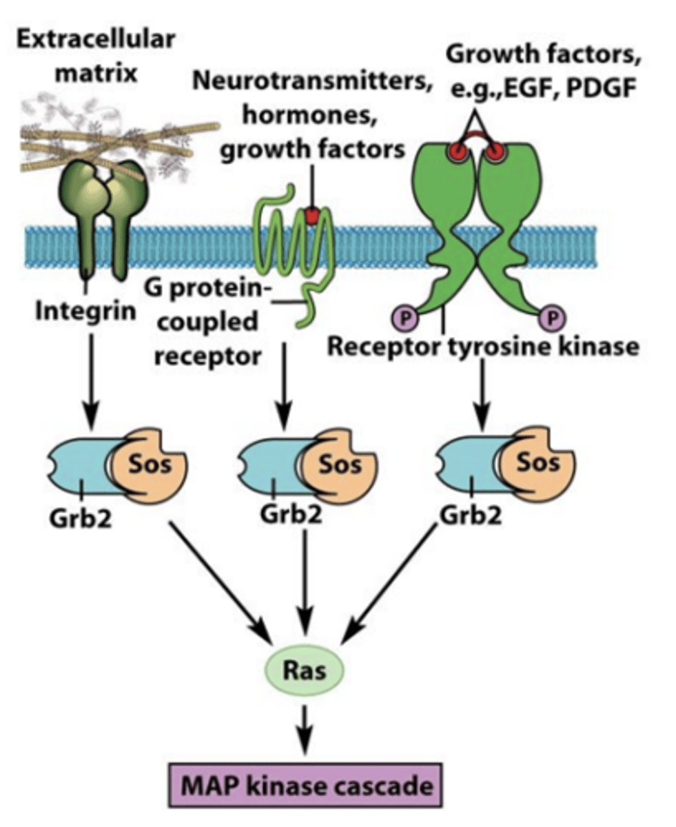 <p>- integrin receptor</p><p>- receptor tyrosine kinase</p><p>- Ras</p><p>- MAP kinase cascade</p>