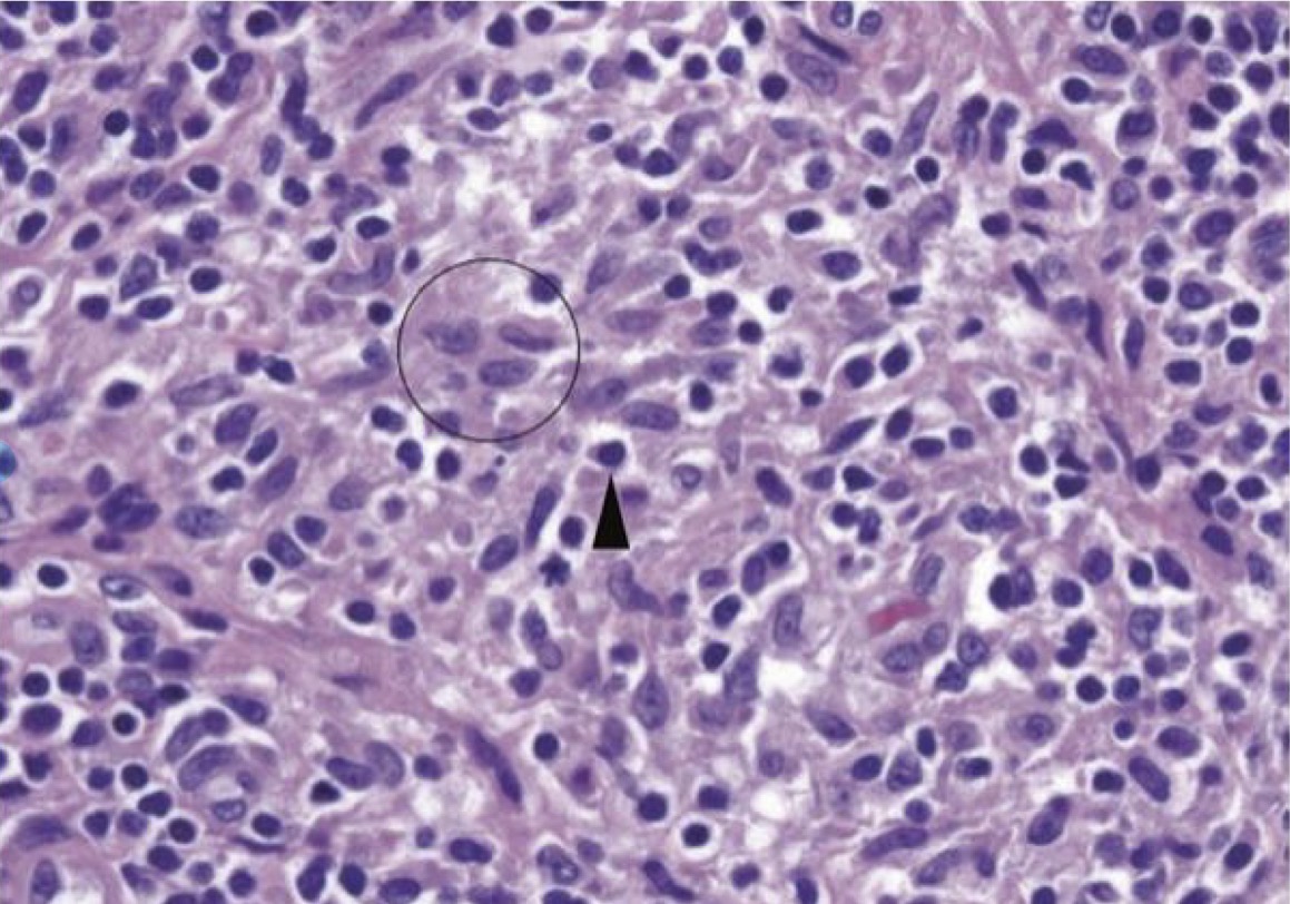 <p>A- identify</p><p>B- identify the circle with describe</p><p>C- identify the arrowhead with describe</p>