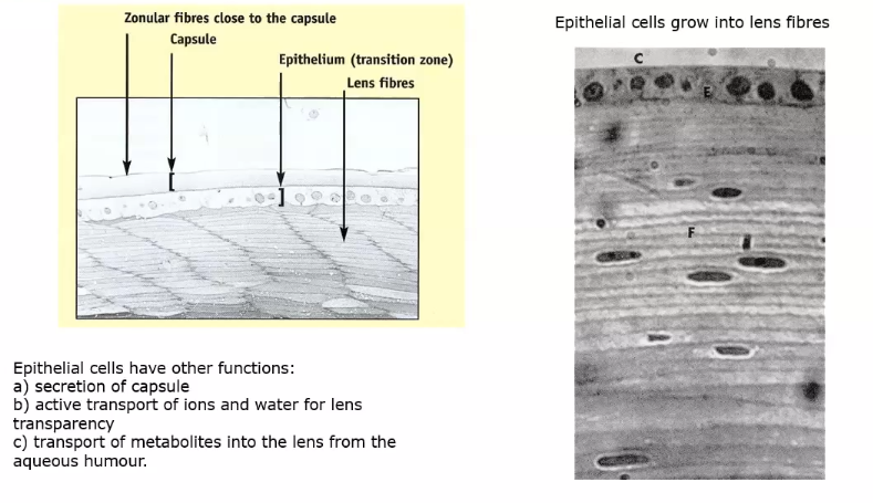 <p>lens epithelium elongate and form fibres </p><p>epithelial cells have other functions like secretion of capsule, active transport of ions and water for lens transparency </p><p>transport of metabolites into the lens from the aq humour </p>