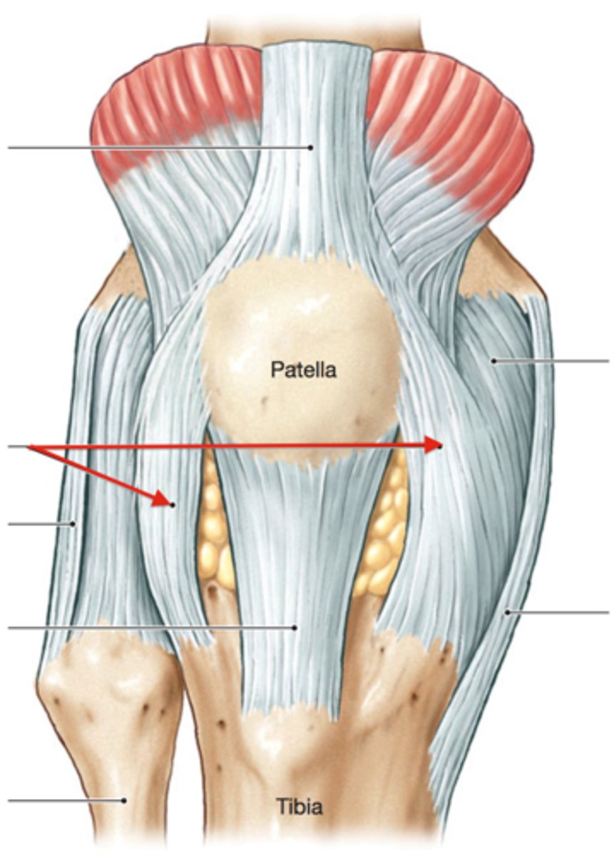 <p>aponeurotic expansions of the vastus medialis and lateralis and overlying deep fascia, making up the joint capsule of the knee on each side of patella</p>