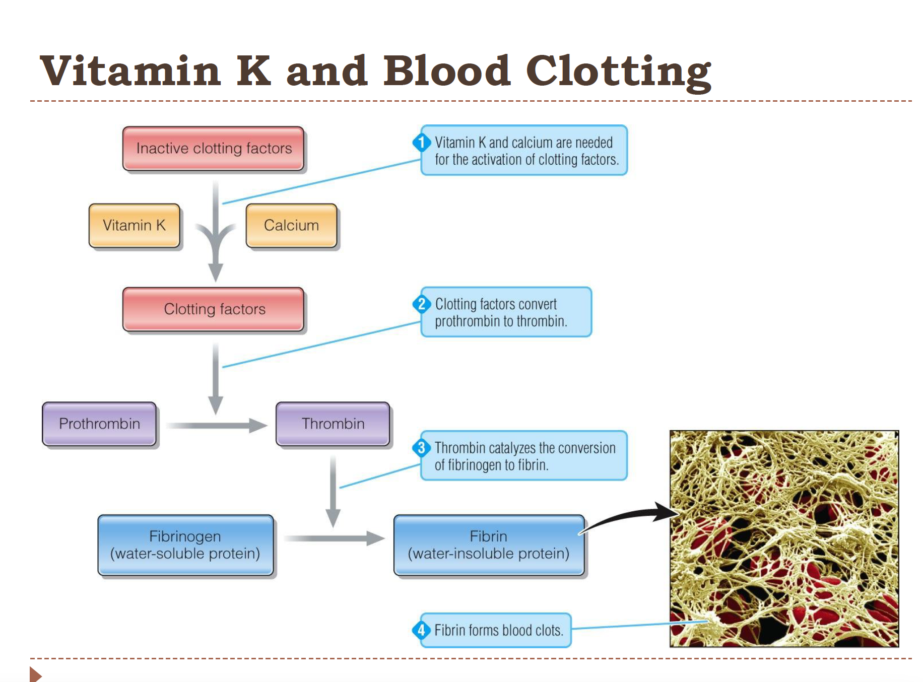 <ol><li><p><strong>Vitamin K + calcium activate clotting factors</strong></p></li><li><p>Activated clotting factors convert <strong>prothrombin → thrombin</strong></p></li><li><p><strong>Thrombin converts fibrinogen → fibrin</strong></p></li><li><p><strong>Fibrin forms the blood clot</strong></p></li></ol><p></p>