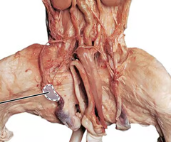 <p>What is the arrow pointing to? What’s it function? </p>