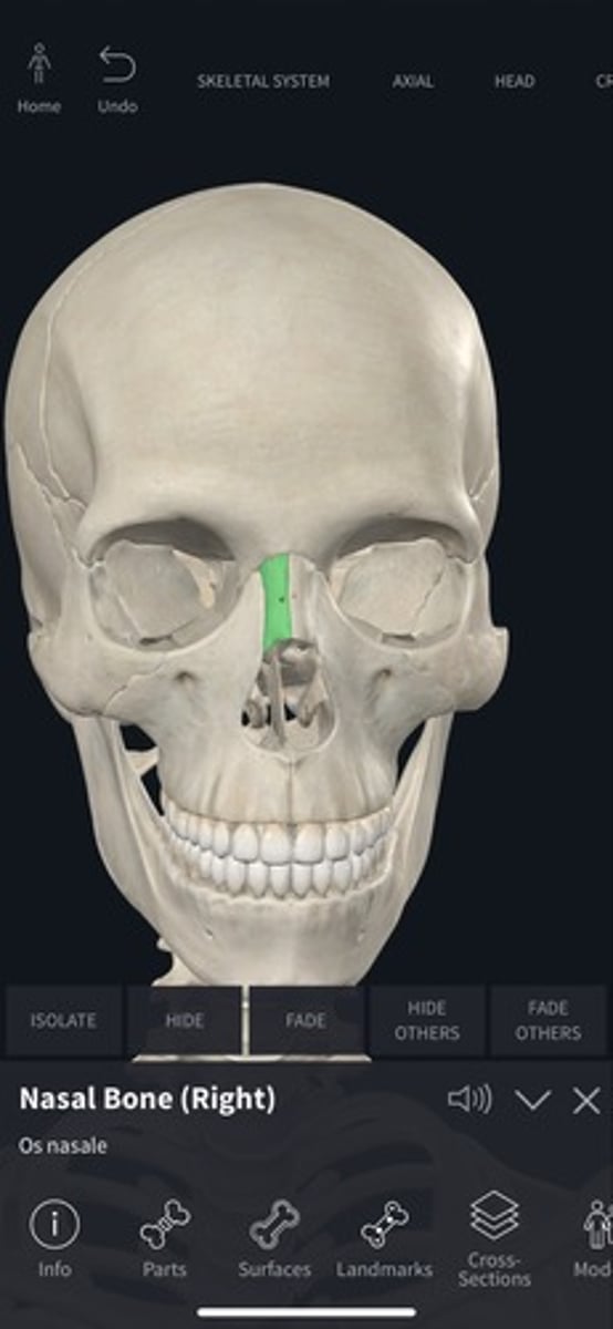 <p>Two small bones forming the bridge of the nose.</p>