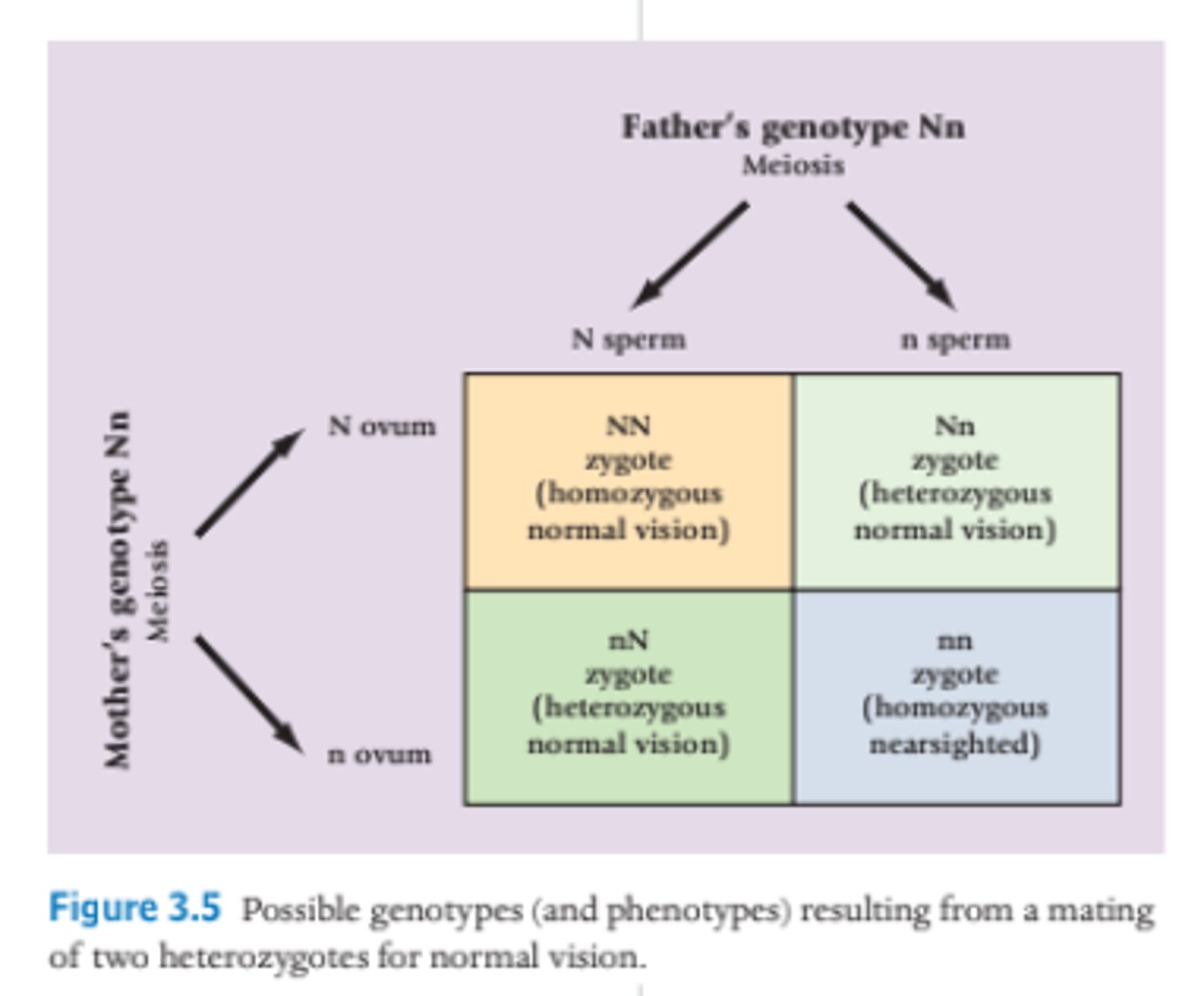 <p>The normal vision gene (N) is dominant over the nearsightedness gene (n), so individuals with either NN or Nn genotypes have normal vision.</p>