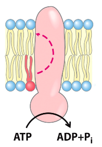 <p><strong>escribe el nombre de la enzima que cataliza el movimiento de los lípidos de membrana.</strong></p>