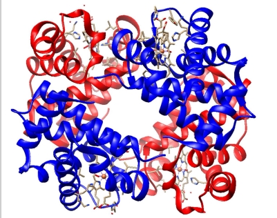 <ul><li><p>Hemoglobin is a oxygen-transport protein in red blood cells</p></li><li><p>2 alpha subunits (blue)</p></li><li><p>2 beta subunits (red</p></li><li><p>With heme groups shown as white&nbsp;</p></li></ul><p></p>
