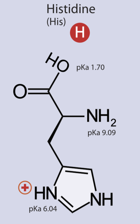 <p>Positively charged side chain, polar, hydrophilic</p>