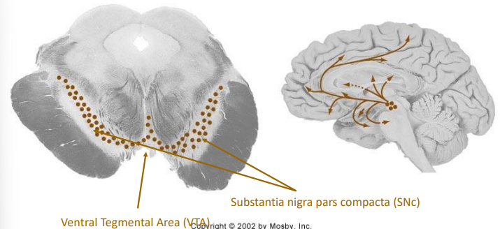 <ul><li><p>Innervates amygdala, cingulate cortex, prefrontal cortex, &amp; nucleus accumbens </p></li><li><p>VTA (Ventral Tegmental Area) : addiction, motivation, cognition</p></li><li><p>SNc (Substantia nigra pars compacta) : motor control, depleted in Parkinson’s disease </p></li></ul><p></p>