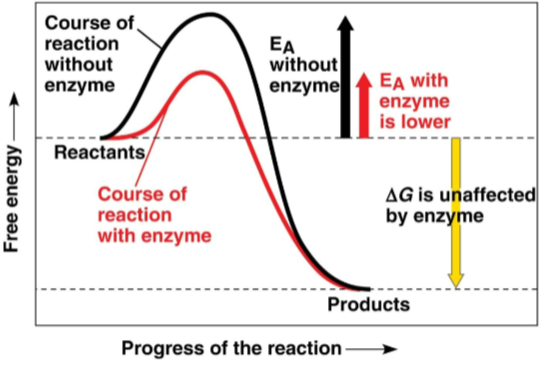 <p>Activation energy (E<sub>A</sub>)</p>