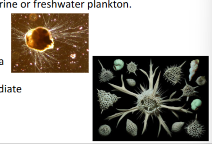 <ul><li><p>amoebalike with threadlike pseudopodia to move and capture prey</p></li><li><p>marine and fresh water plankton</p></li><li><p>extend thru openings in shell</p></li><li><p>forams</p><ul><li><p>pseudos extend thru CaCO3 shell</p></li></ul></li><li><p>radiolarians</p><ul><li><p>pseudos radiate from a silica shell</p></li></ul></li></ul><p></p>