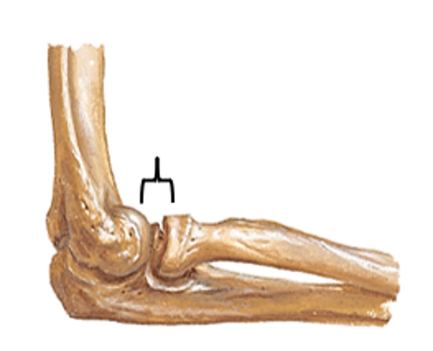 <p>Part of the elbow where the humerus connects to the radius.</p>