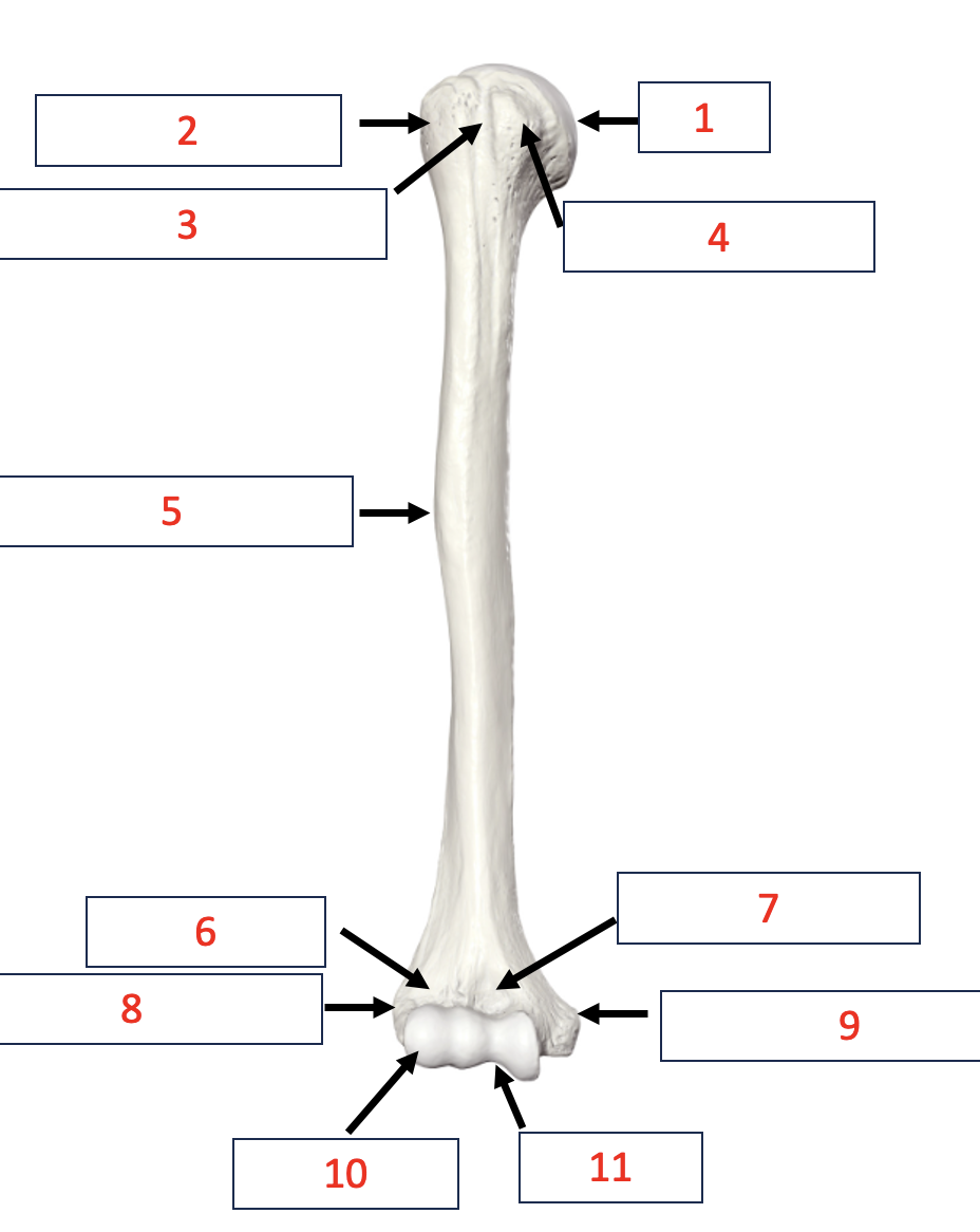 <p>Humerus - medial epicondyle </p>