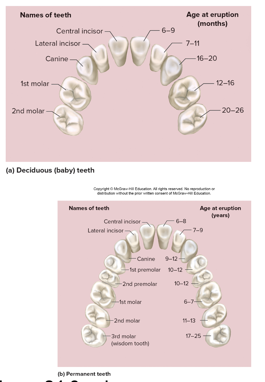 <ul><li><p>Mastication- chewing </p></li><li><p>Incisors- slicers (chisels) </p></li><li><p>Canines- Punctures and shred </p></li><li><p>Premolars and molars- crush and grind </p></li><li><p>20 deciduous vs 32 permanent teeth </p></li></ul><p></p>