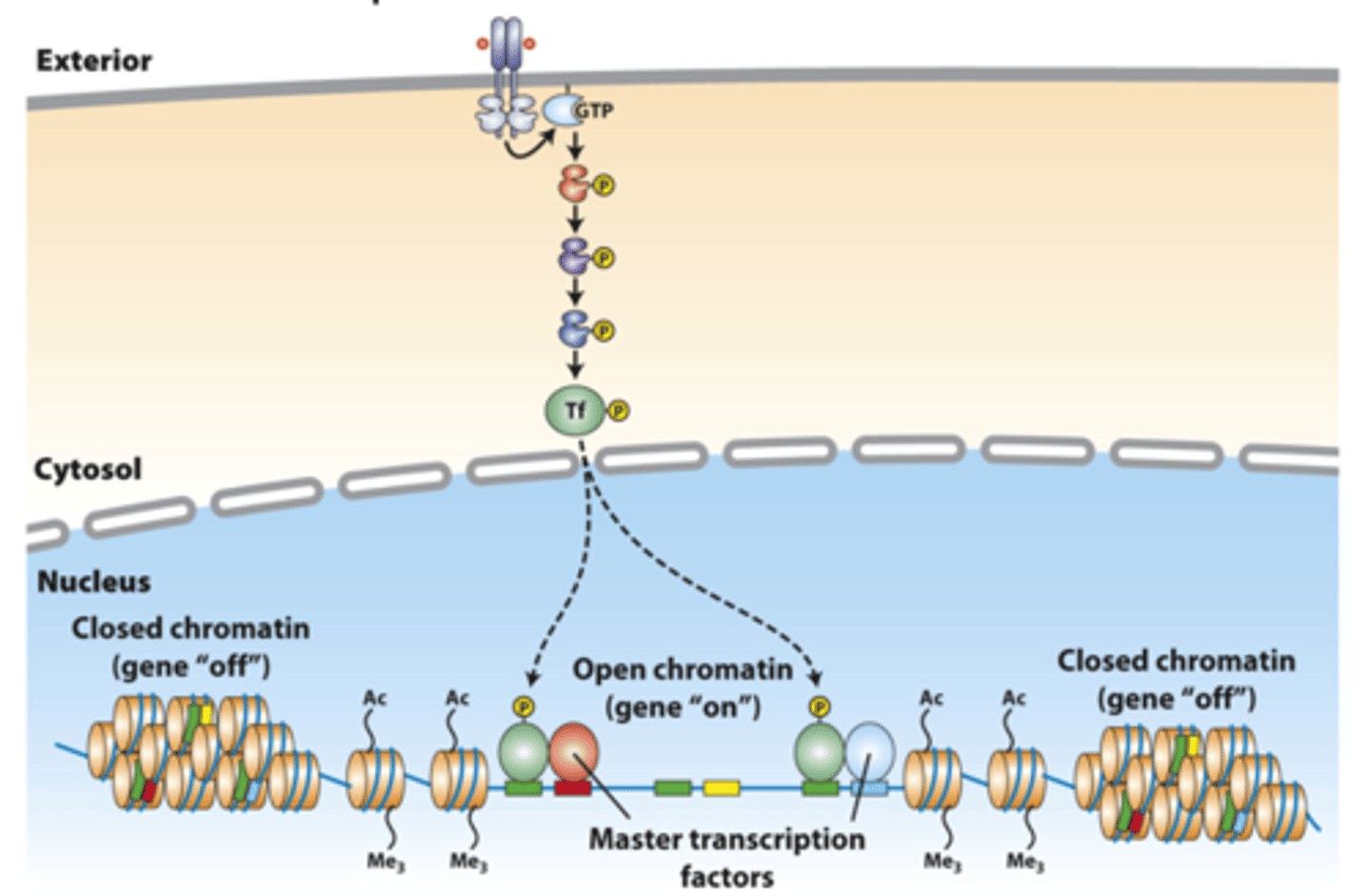 <p>Induction of a particular gene by a transcription factor depends not only on ___________ sites for the factor, but also on the gene's _____________ state and on the presence of ____________ transcription factors and other nuclear proteins</p>