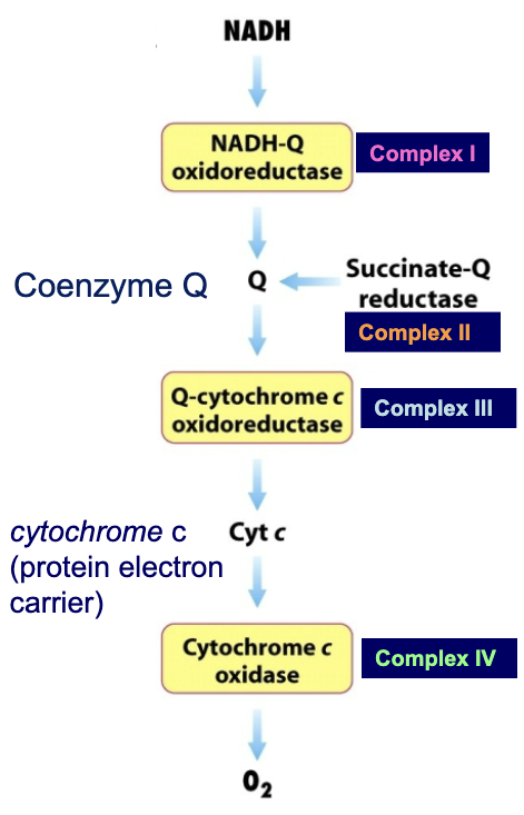 <ol><li><p>Ubiquinone (coenzyme Q)</p></li><li><p>Cytochrome C</p></li></ol><p>They connect the transport chains.</p><p></p>
