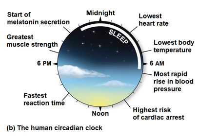 <p>Circadian rhythm</p>