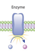 <p>What do Enzymes do?</p>