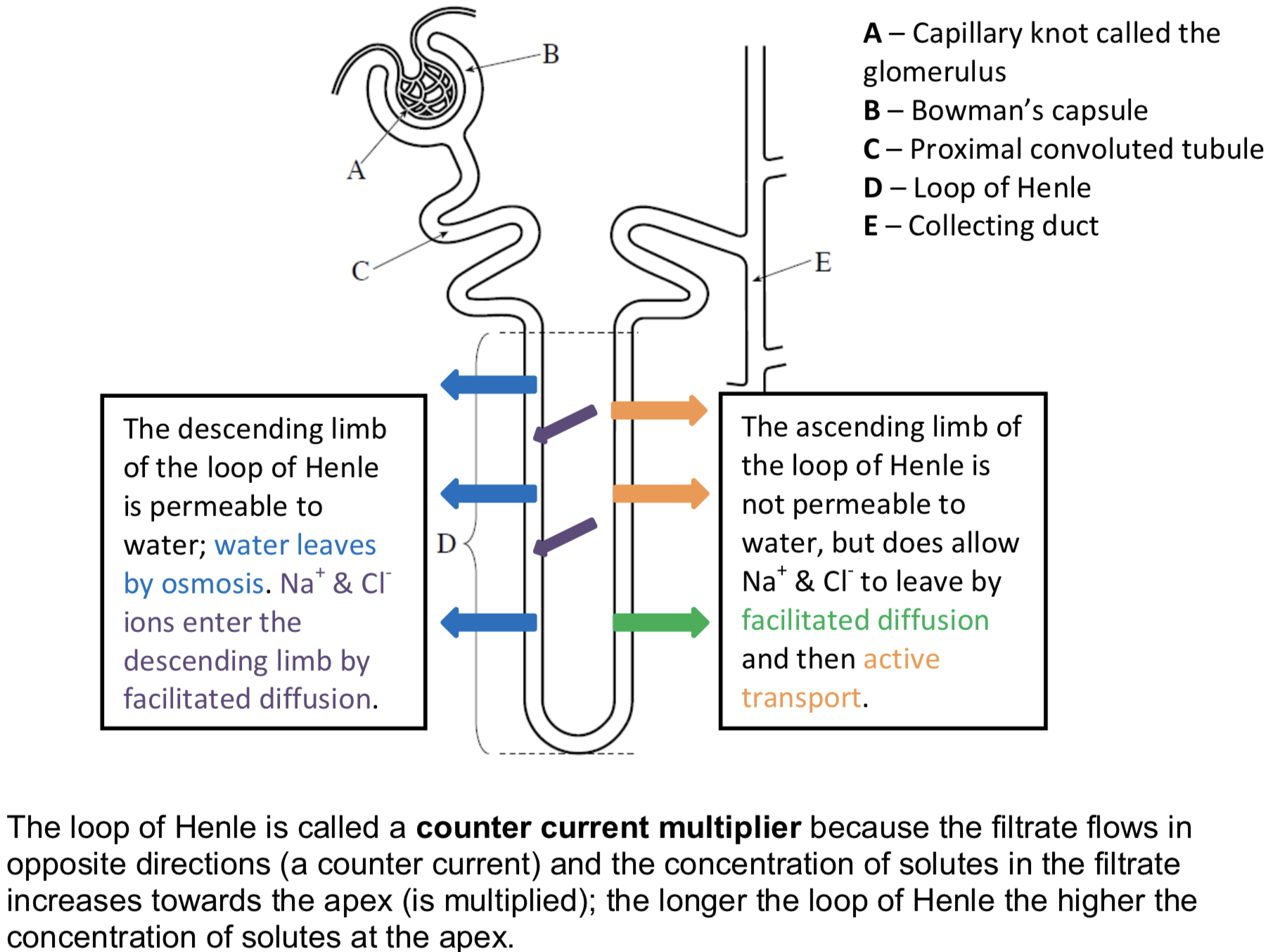 knowt flashcard image