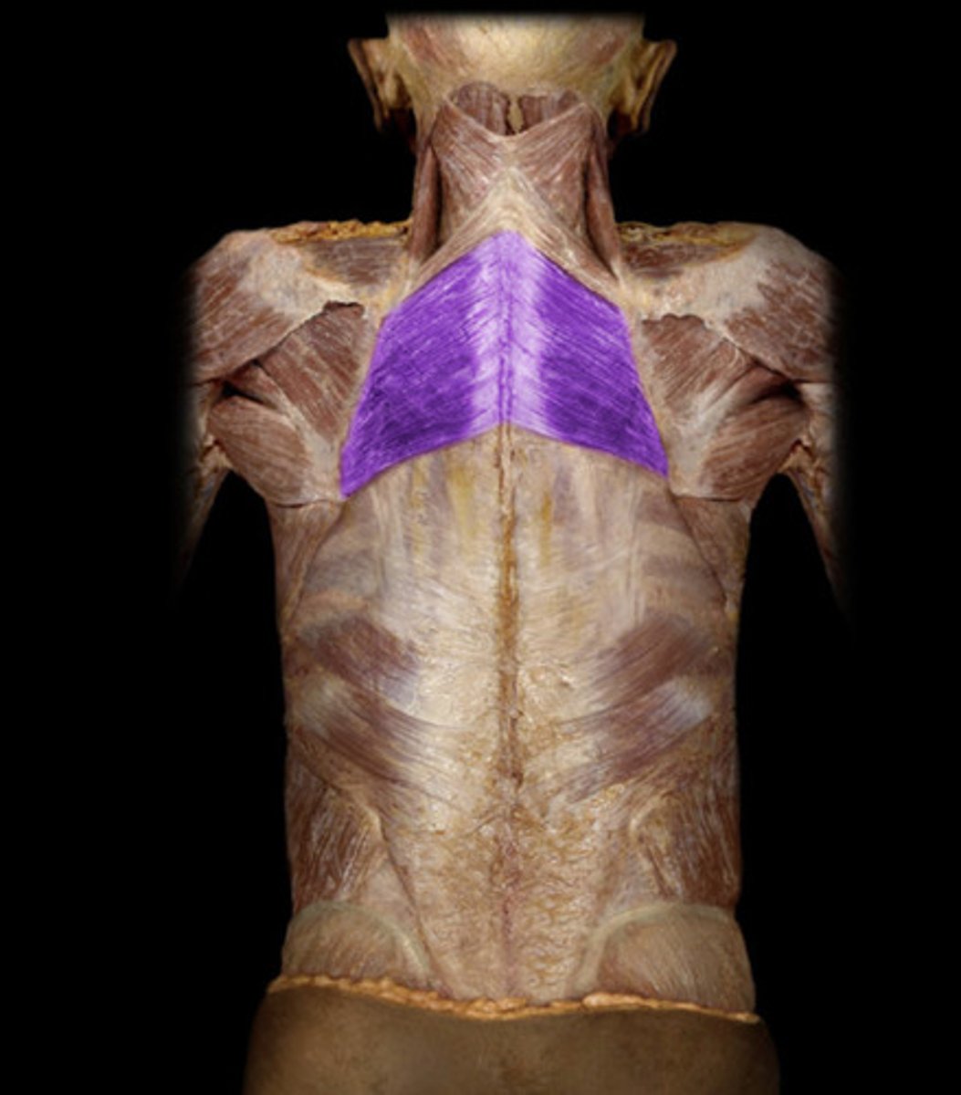 <p>rhomboid major</p>