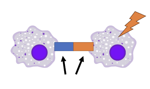 <ul><li><p>Critical for <strong>antigen-specific</strong> responses in adaptive immunity</p></li><li><p>Ensures that only the right cells respond to the right signals</p></li></ul><p></p>