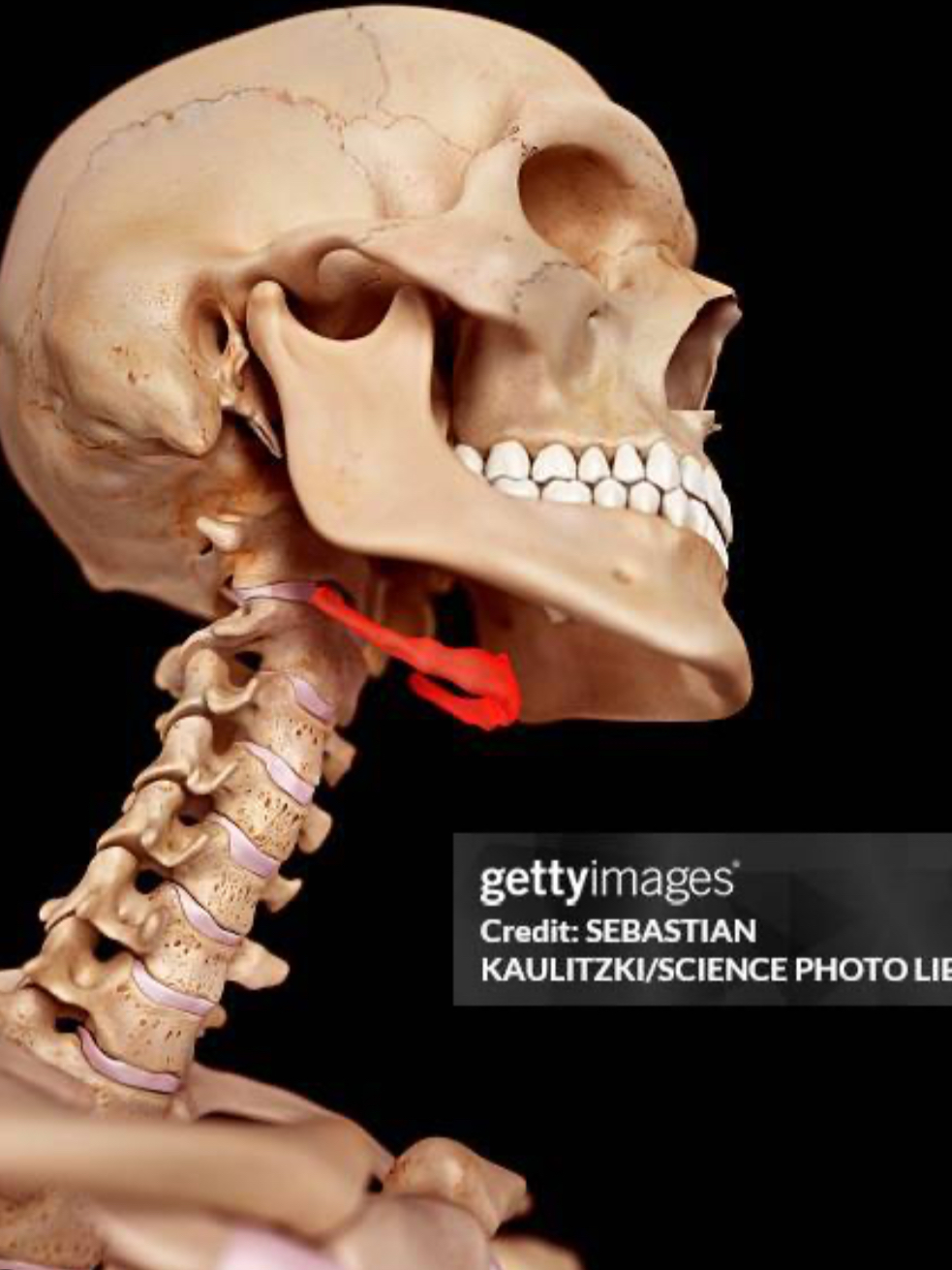 <p>Hyoid bone</p>