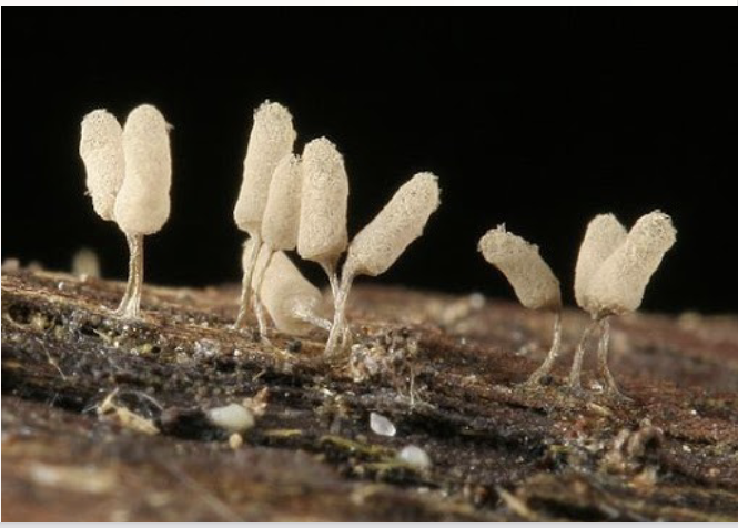 <p>Arcyria cinera</p>