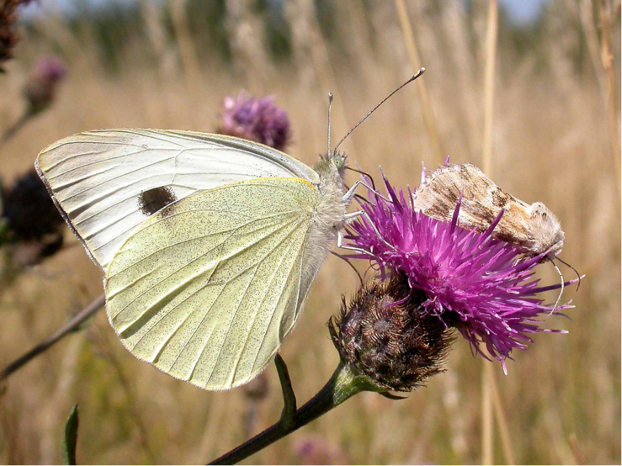 <p>bělásek zelný </p>
