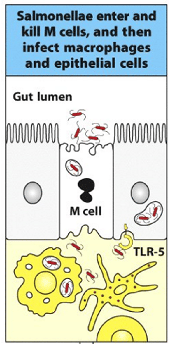 <p>- Salmonella targets M cells</p><p>- M cells bring antigens/pathogens into underlying tissues</p><p>- Salmonella targets M cells and gets brought into the underlying tissues</p><p>- Can then infect macrophages and activate them</p><p>- Have to go through the process of generating TH1 response that activates macrophages to manage/destroy infection</p><p>- Once inside gut, can interact with TLRs on the surface of the epithelial cells and get ingested into macrophages to produce an established infection</p>