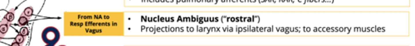 <p>part of the VRG that contains neurons that project through the vagus nerve to larynx and accessory muscles</p><p>- primarily dealing with things that are upper airway controllers.</p>