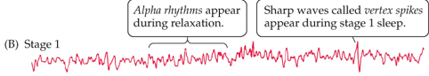 <ul><li><p>Transition from wakefulness to sleep.</p></li><li><p>Alpha activity decreases; EEG shows smaller amplitudes and irregular frequencies.</p></li><li><p>Lasts several minutes.</p></li></ul><p></p>