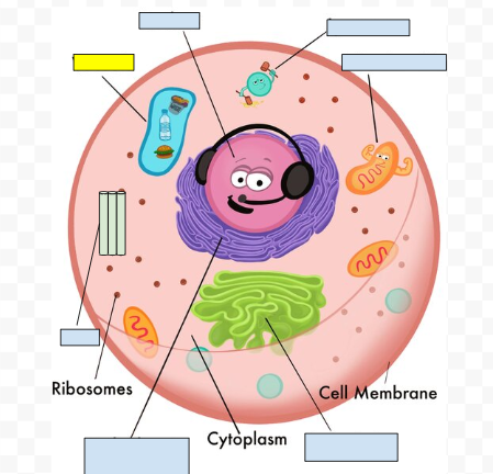 <p><span>Vacuoles</span></p>