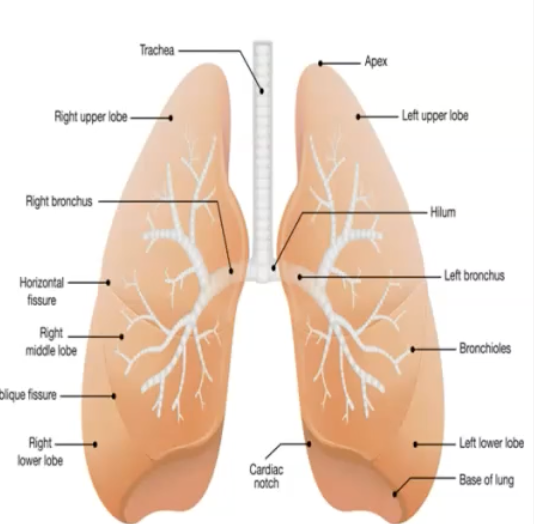 <p>apex, base, division, bronchioles, and alveoli </p>