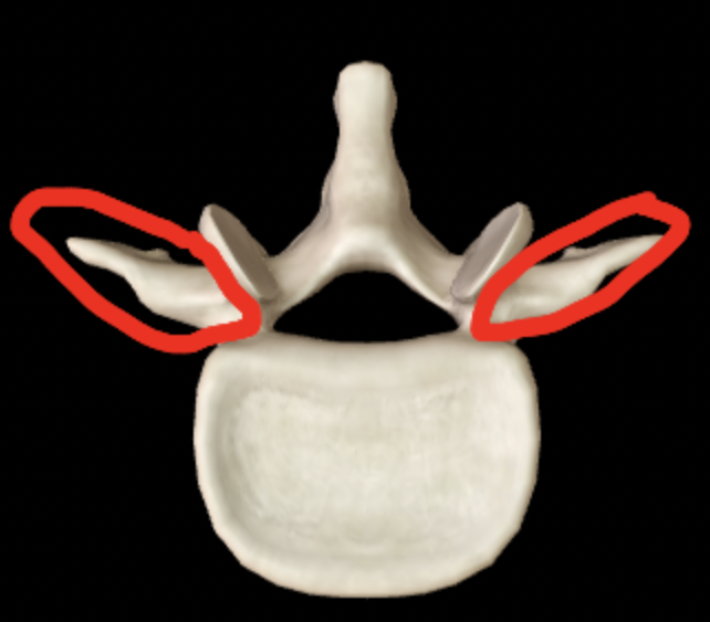 <p>Name this feature of the vertebrae</p>