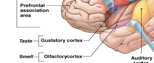 <p>gustatory cortex for taste</p><p>olfactory cortex for smell</p>