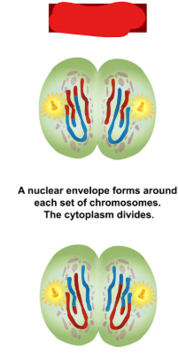 <p>The phase in meiosis 2 at which the sister chromatids are fully pulled apart, the nuclear envelopes around the 2 split subgroups begins to form and cytokinesis either begins or has begun to occur. Additionally chromosomes begin to unravel back into their chromatin form and the meiotic spindle dissolves in this stage. This is the same as telophase in mitosis but done on chromosomes which have crossed over and exchanged tags.</p>