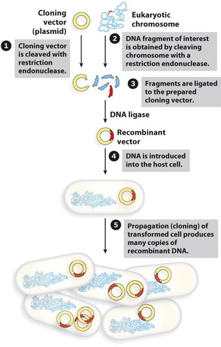 cut DNA at specific recognition sequences called restriction sites