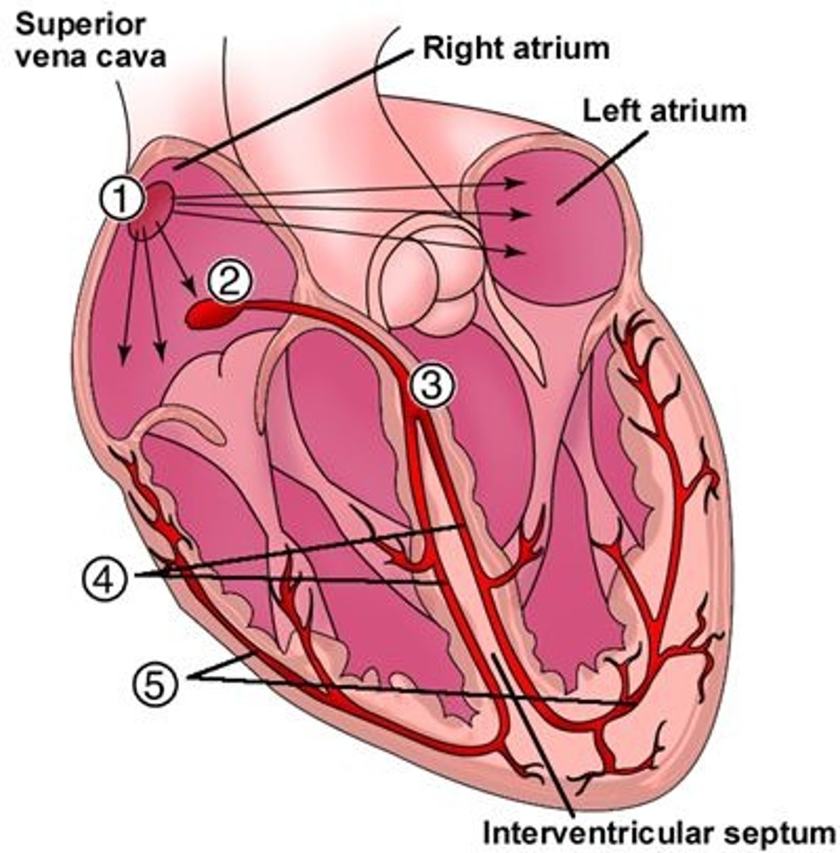 <p>Between the atria &amp; ventricles (2); conducts electrical signal from the AV valves to the ventricles</p>