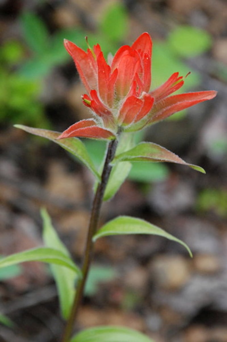 <ul><li><p>bright red-tipped showy bracts</p></li><li><p>small opposite leaves</p></li><li><p>hemi-parasitic</p></li></ul><p>Species</p>