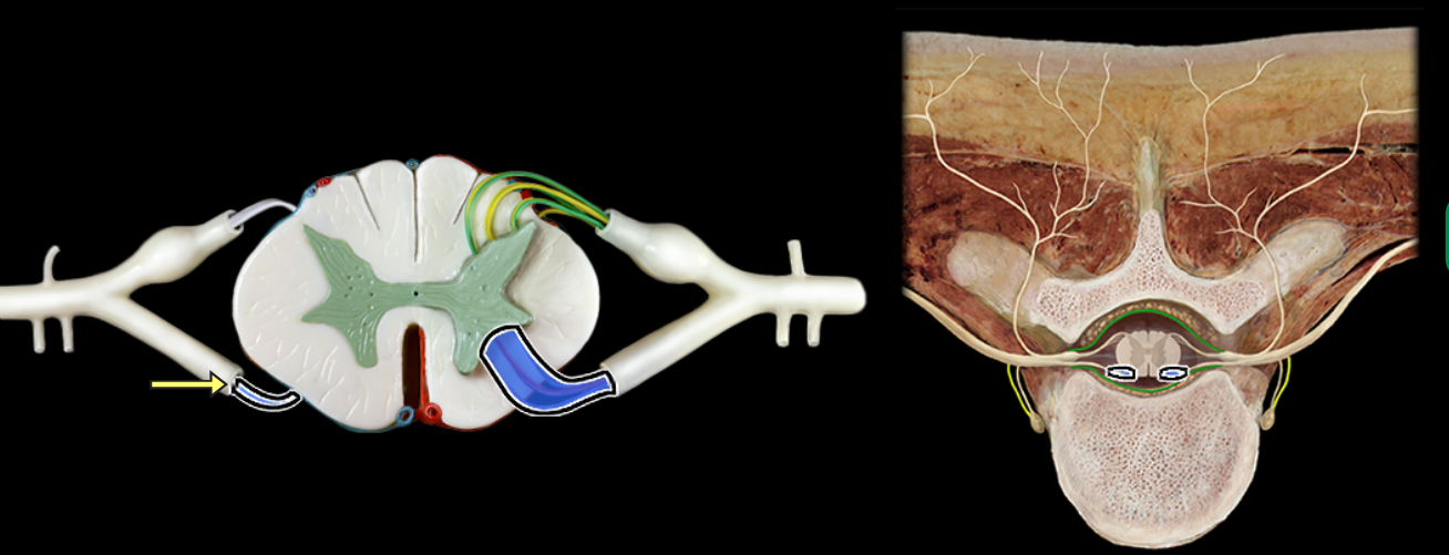<p>Ventral rootlets</p>