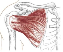 <p>what muscle is this</p>