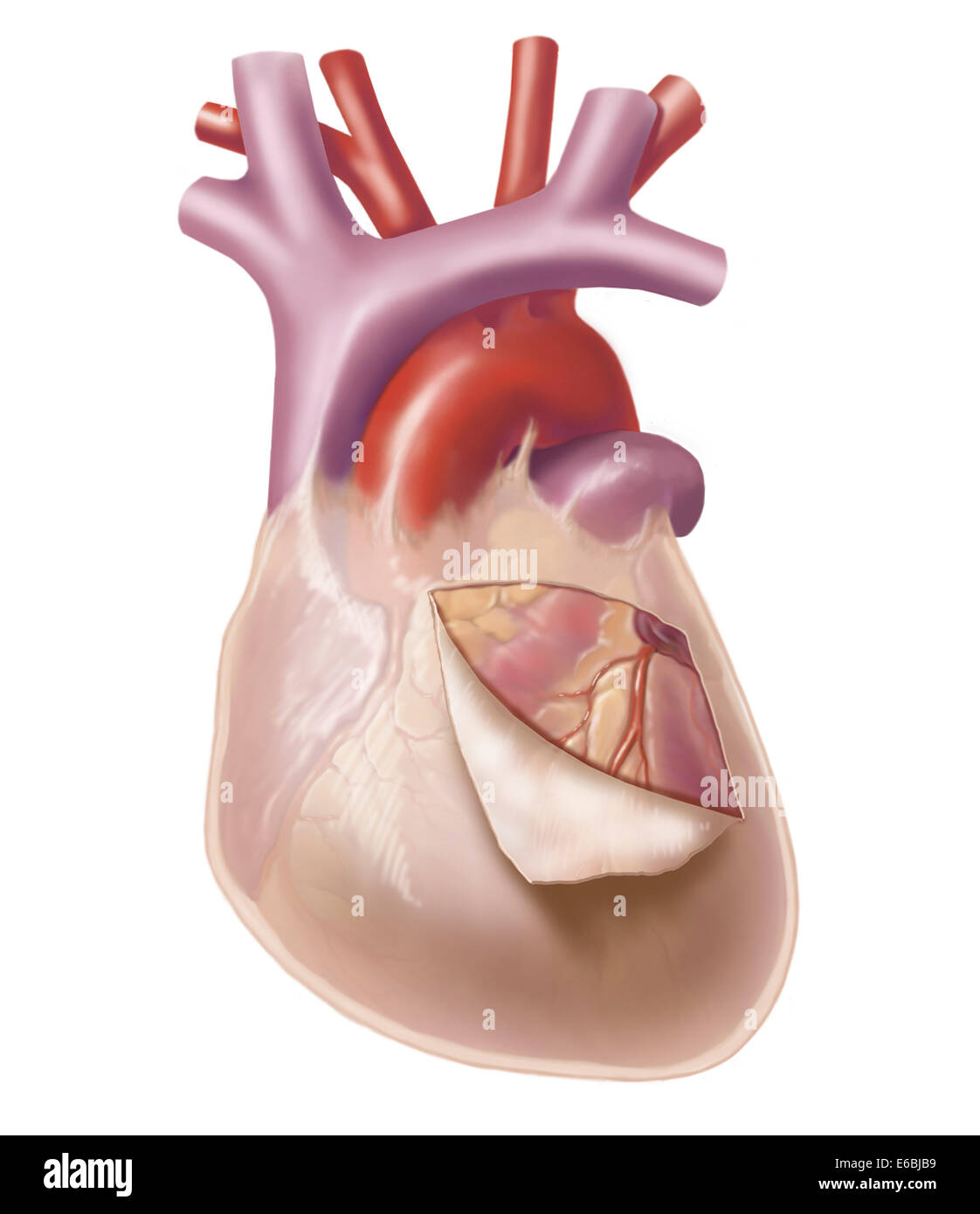 <p>outer memembrane of the heart</p>