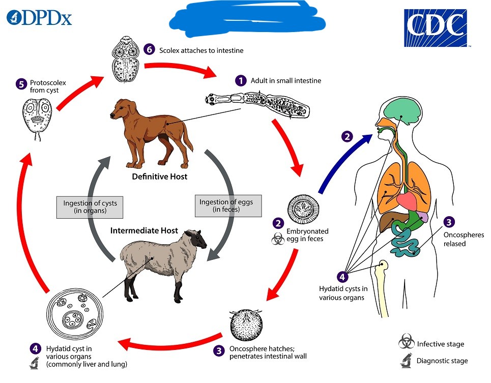 <p>What parasite has this life cycle?</p>