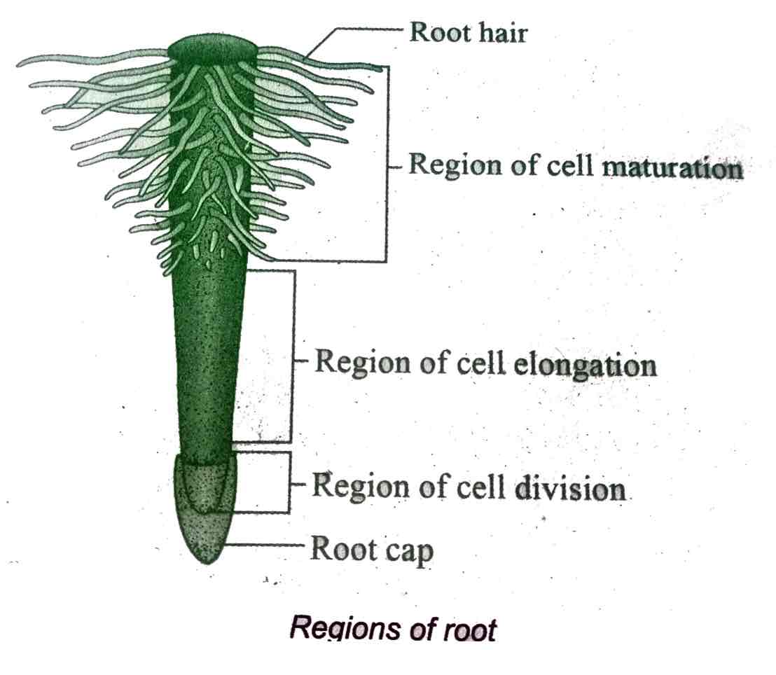 <p>After differentiation.</p>